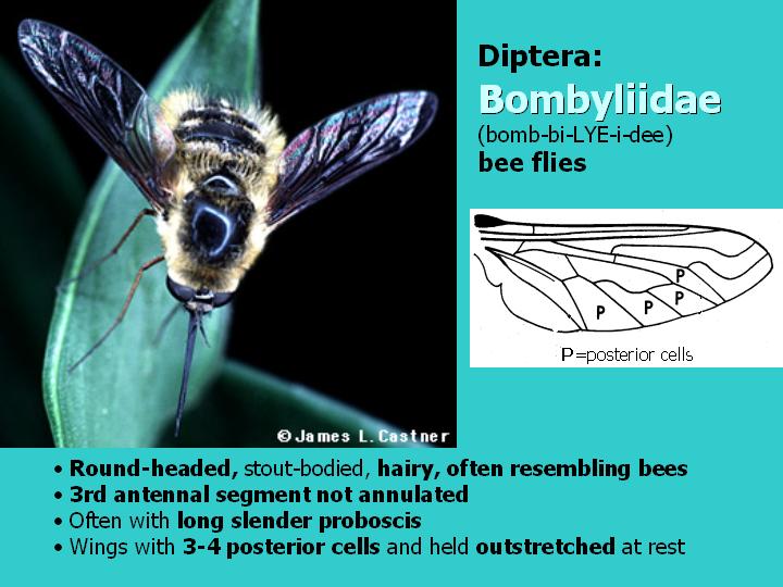 Bombyliidae: bee flies