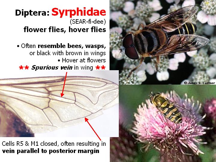 Syrphidae: flower flies