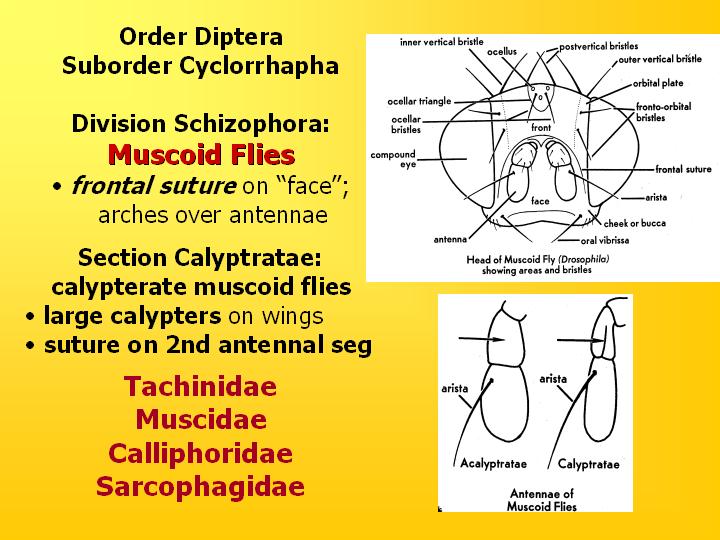 calypterate muscoid flies