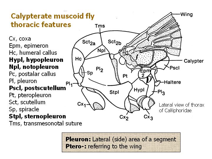 thoracic features of calypterate muscoid fly