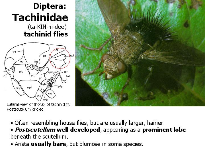 Tachinidae: tachinid flies