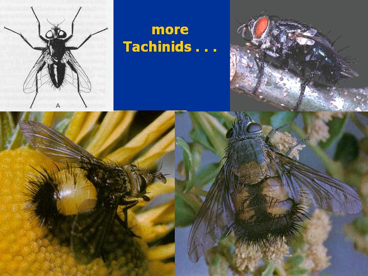 tachinid photos