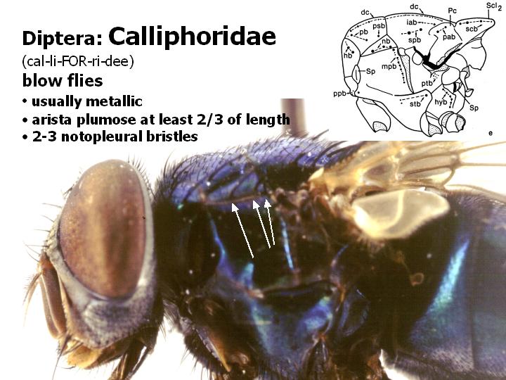 Calliphoridae: blow flies