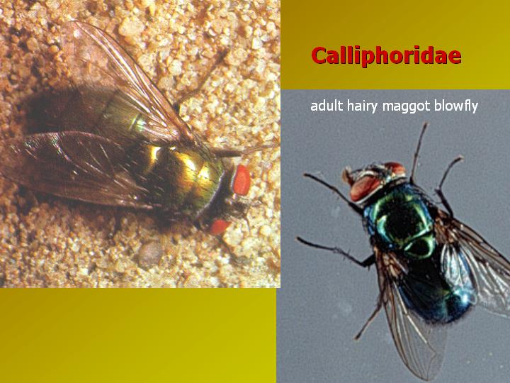 calliphorid photos