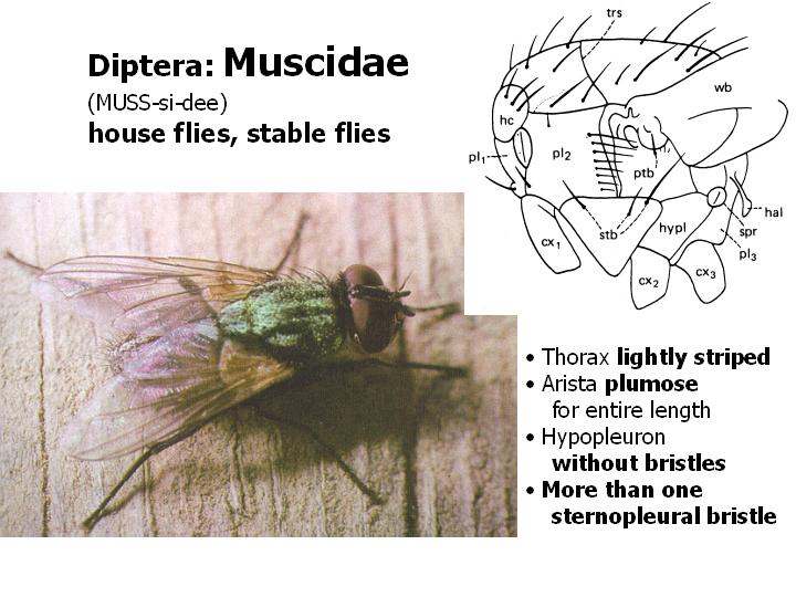 Muscidae: house flies, stable flies
