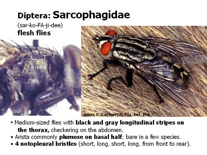 Sarcophagidae: flesh flies