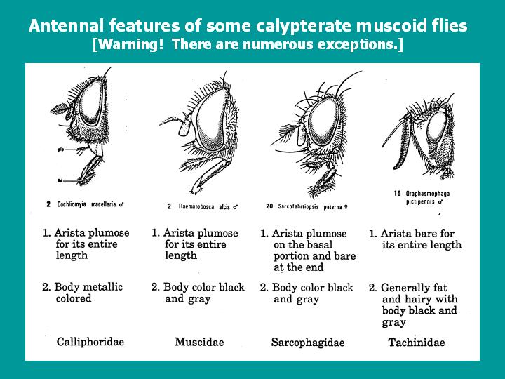 antennal features of some calypterate muscoid flies