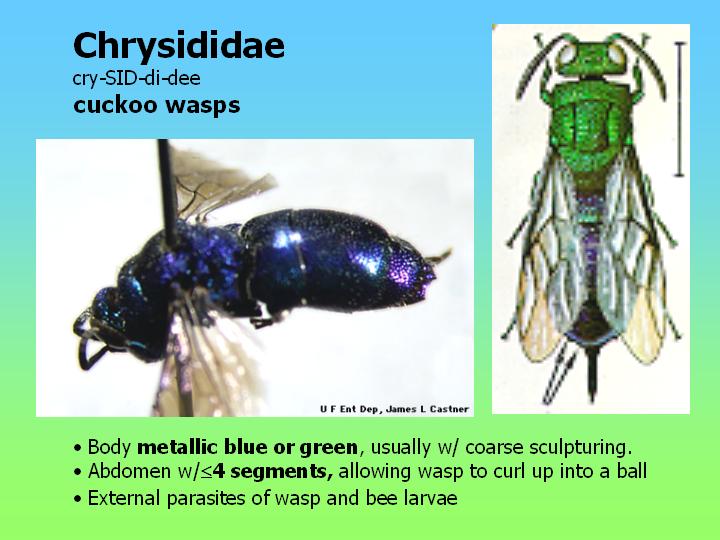 Chrysididae: cuckoo wasps