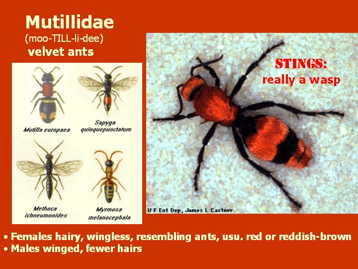 Mutilidae: velvet “ants”