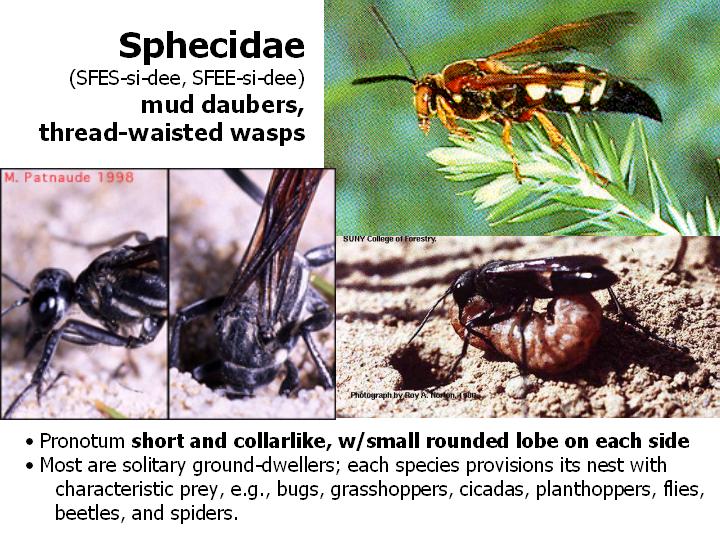 Sphecidae: mud daubers