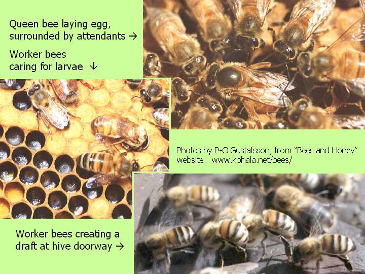 honey bee photos
