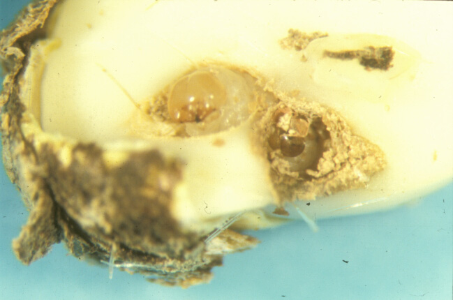 Part 2: Aspects of larval development, intershrub movement, and nut infestation by hazelnut weevils. Two 2nd-instars in 1 hazelnut