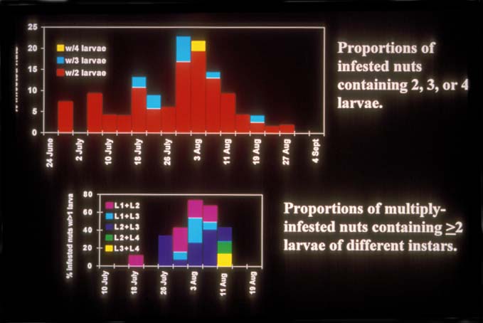 Proportions of infested nuts containing 2, 3, or 4 larvae. Proportions of multiply infested nuts containing 2 or more larvae of different instars