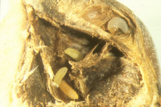 Weevil larva subsisting in gall of decaying nut also inhabited by maggots