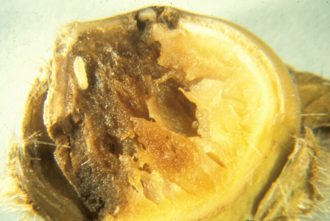Doomed 1st-instar larva in gall of nut shared with maggot that appears to be spreading decay