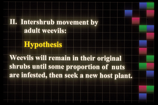 Intershrub movement by adult weevils: Hypothesis