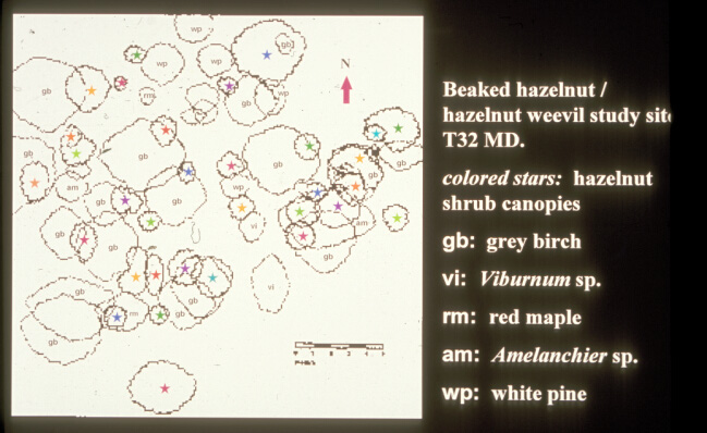 Map of beaked hazelnut study site showing canopies of all trees in plot