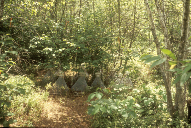 Weevil emergence cages under beaked hazelnut shrub