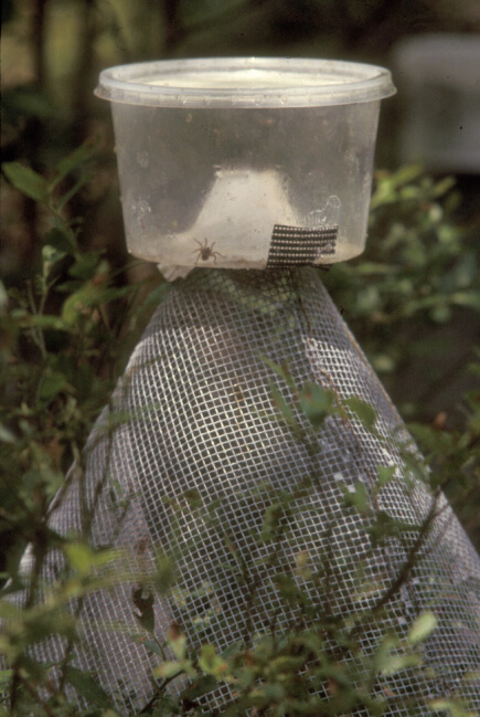 Weevil emergence cage with trapped spider