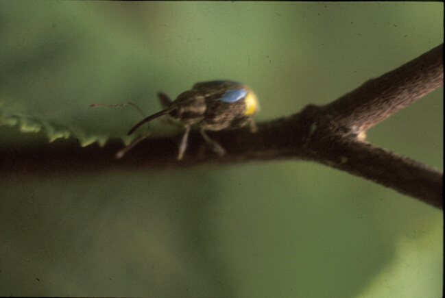 Hazelnut weevil marked with dots of color identifying individual, and date and location of capture
