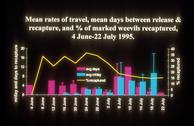 Graph: Mean rates of travel, mean days between release & recapture, and % of marked weevils recaptured, 4 June to 22 July 1995