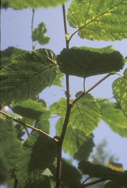 Weevil on stem of beaked hazelnut