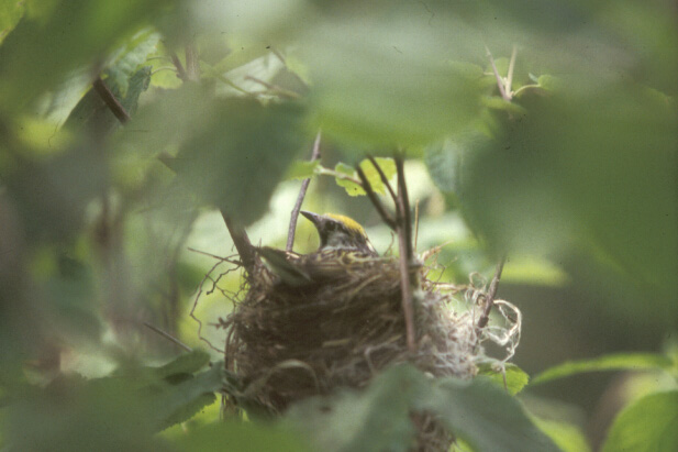 Resident of one of the study shrubs, a chestnut-sided warbler, Dendroica pensylvanica