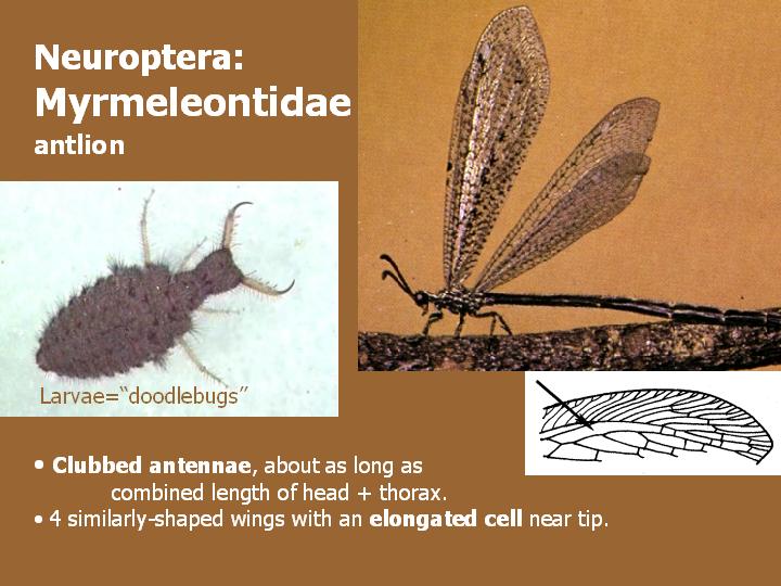 Antlion Life Cycle