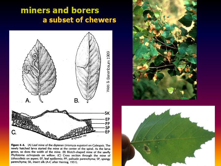 miners and borers