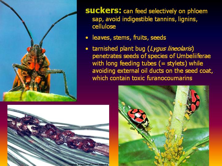 suckers