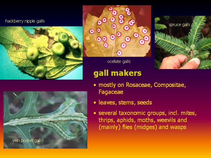gall makers