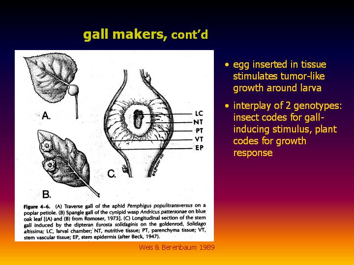 gall makers, cont’d