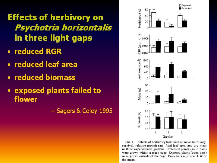 effects of herbivory on Psychotria horizontalis in 3 light gaps