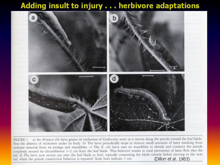 adding insult to injury . . . herbivore adaptations to physical defenses